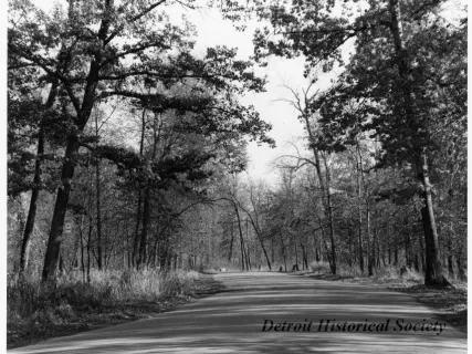 Print, Photographic - "Road in the Forest, Belle Isle Park, Detroit, MI"