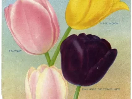 Catalog - Bulbs & Seeds Autumn 1917
