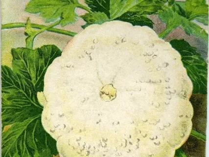 Packet, Seed