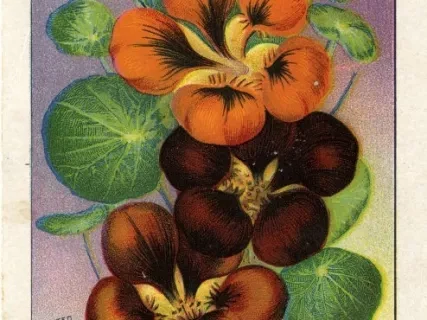 Card, Trade