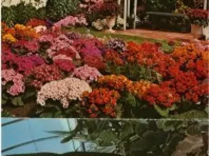 Postcard - Belle Isle Conservatory, Detroit, Michigan