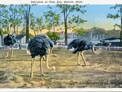 Postcard - Ostriches at New Zoo, Detroit, Mich.
