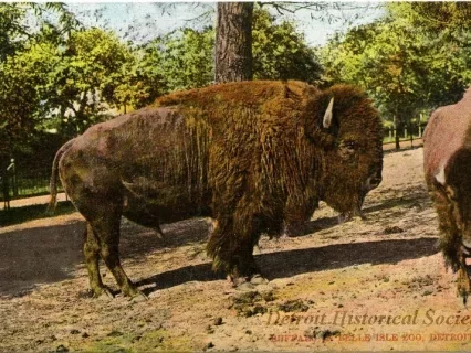 Postcard - Buffalo in Belle Isle Zoo, Detroit, Mich.