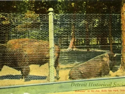 Postcard - "Buffaloes" in the Zoo, Belle Isle Park, Detroit, Mich.