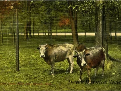 Postcard - Sacred Cows, Belle Isle, Detroit, Mich.