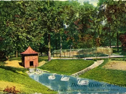 Postcard - Swans on Canal, Belle Isle, Detroit, Mich.