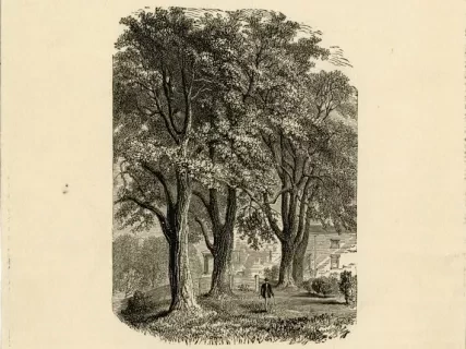 Etching - Pear Trees