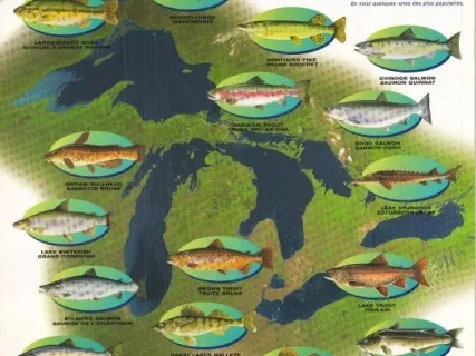 Poster - Fish of the Great Lakes
Poissons des Grand Lacs