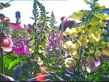 U-Matic - Flower Day @ Eastern Market, 5-19-91
