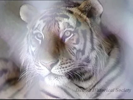 U-Matic - Detroit Zoo Animals #1