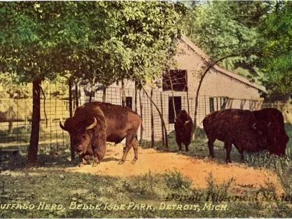 Postcard - Buffalo Herd, Belle Isle Park, Detroit, Mich.