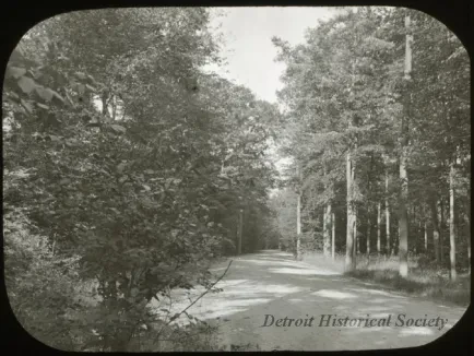 Transparency, Lantern-slide - Wooded Road, Belle Isle