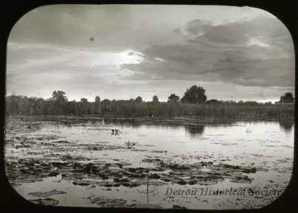 Transparency, Lantern-slide - Lily Pads River Rouge near Dix Rd