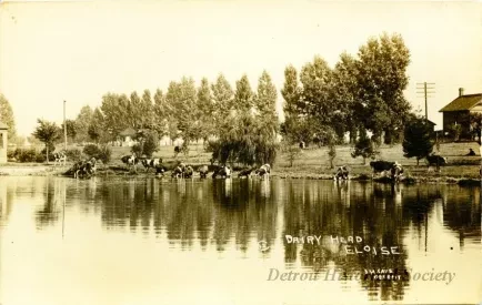 Postcard - Dairy Herd, Eloise - Dairy Herd at Eloise Hospital