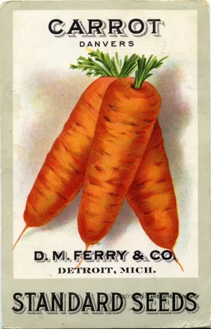 Postcard - Carrot Danvers, D.M. Ferry & Co. Detroit, Mich. Standard Seeds