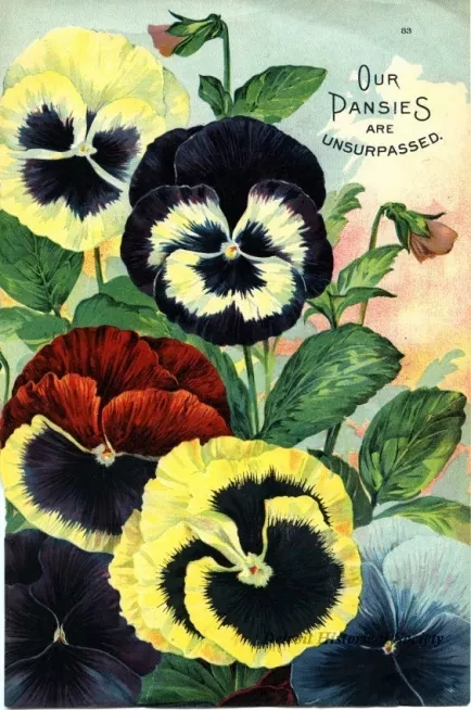Engraving