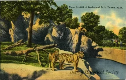 Postcard - Tiger Exhibit at Zoological Park, Detroit, Mich.