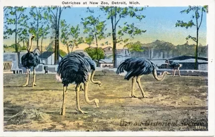Postcard - Ostriches at New Zoo, Detroit, Mich.