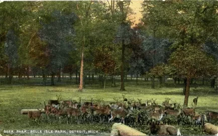 Postcard - Deer Park, Belle Isle Park, Detroit, Mich.