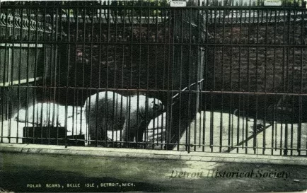 Postcard - Polar Bears, Belle Isle, Detroit, Mich.