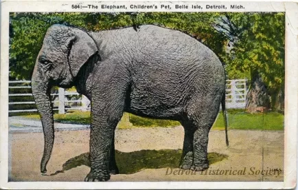 Postcard - The Elephant, Children's Pet, Belle Isle, Detroit, Mich.