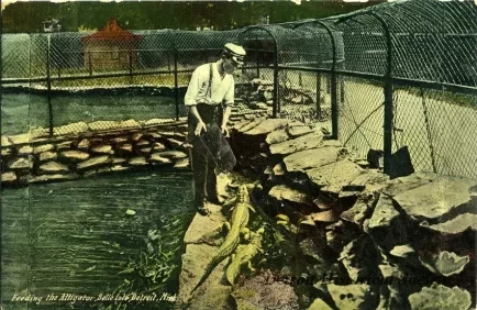 Postcard - Feeding the Alligator, Belle Isle, Detroit, Mich.