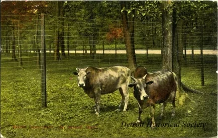 Postcard - Sacred Cows, Belle Isle, Detroit, Mich.