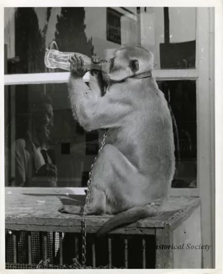Print, Photographic