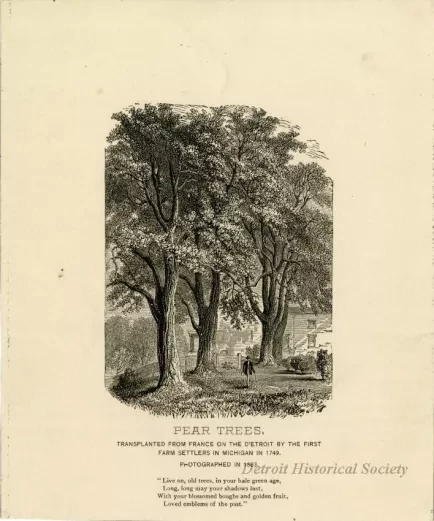 Etching - Pear Trees