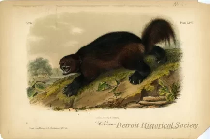 Print - Wolverine