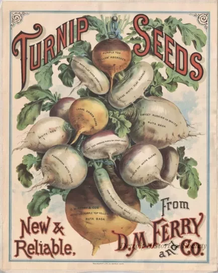 Poster - Turnip Seeds,
New & Reliable from D. M. Ferry and Co.