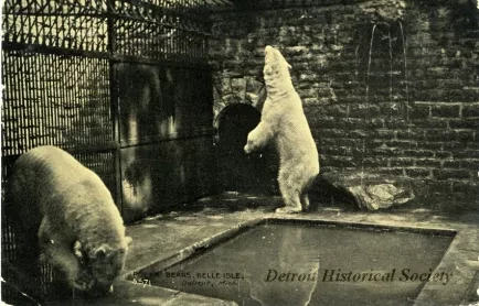 Postcard - Polar Bears, Belle Isle, Detroit, Mich