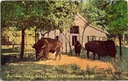 Postcard - Buffalo Herd, Belle Isle Park, Detroit, Mich.