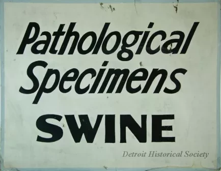 Sign, Informational - Pathological Specimens - Swine