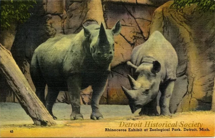 Postcard - Rhinoceros Exhibit at Zoological Park, Detroit, Mich.