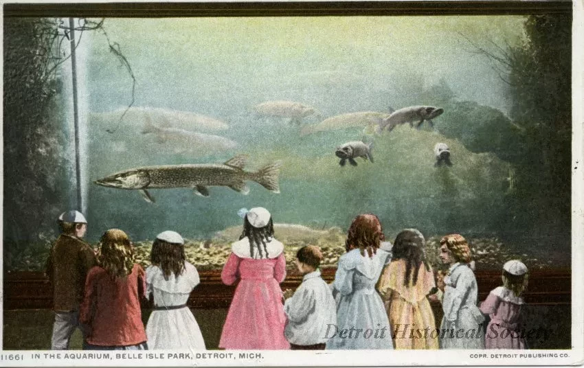 Postcard - In the Aquarium, Belle Isle Park, Detroit, Mich.