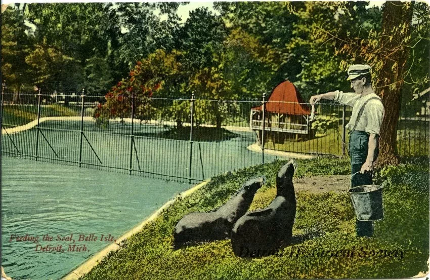 Postcard - Feeding the Seal, Belle Isle, Detroit, Mich.