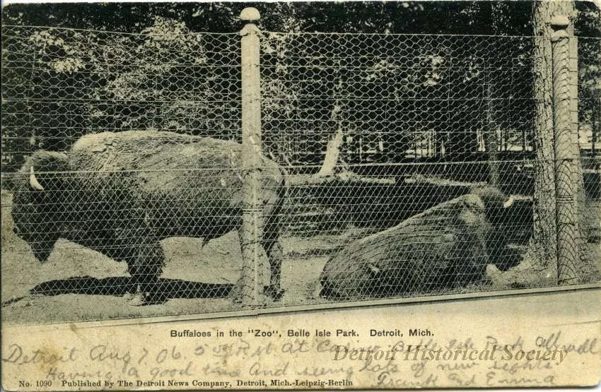 Postcard - Buffaloes in the "Zoo", Belle Isle Park, Detroit, Mich.