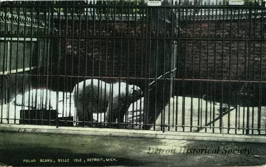 Postcard - Polar Bears, Belle Isle, Detroit, Mich.