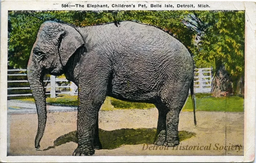 Postcard - The Elephant, Children's Pet, Belle Isle, Detroit, Mich.