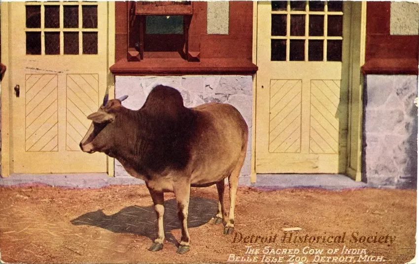 Postcard - The Sacred Cow of India, Belle Isle Zoo, Detroit, Mich.