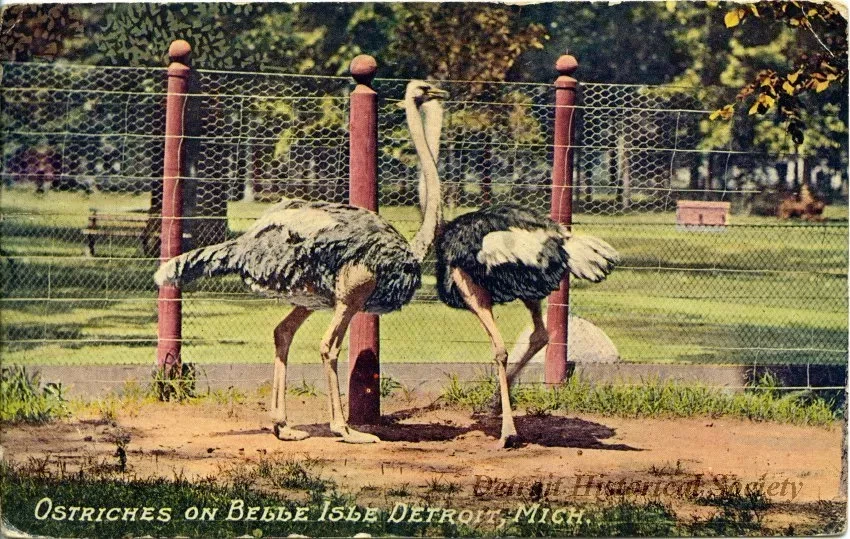 Postcard - Ostriches on Belle Isle, Detroit, Mich.