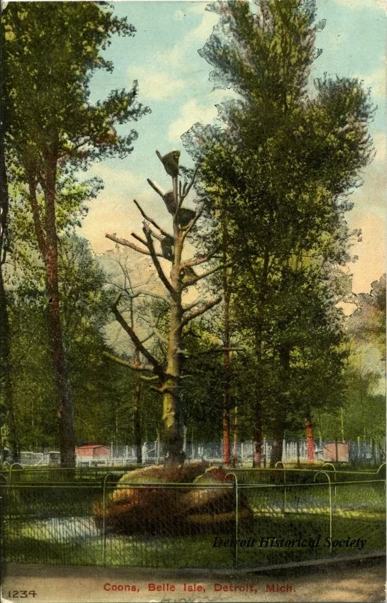 Postcard - Coons, Belle Isle, Detroit, Mich.