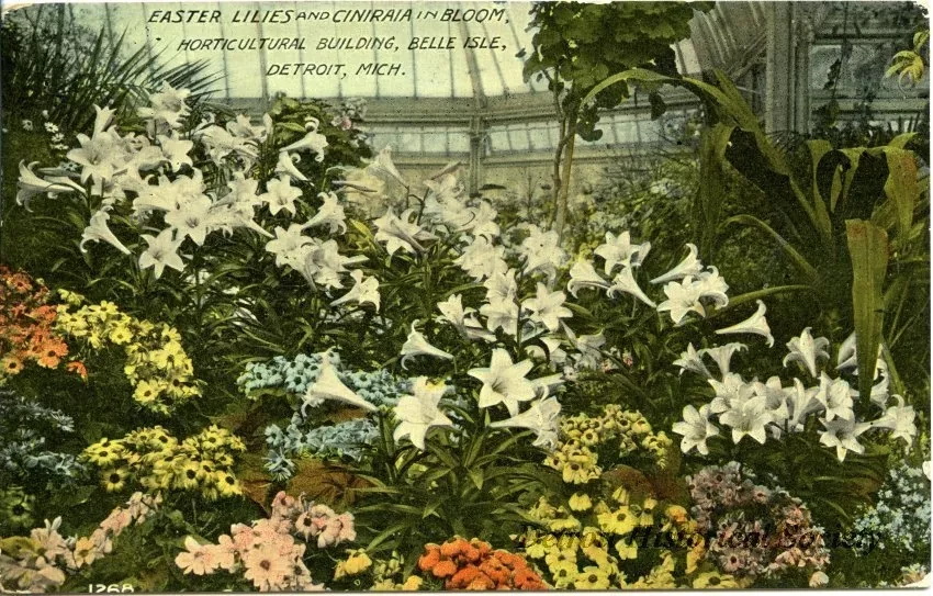 Postcard - Easter Lilies and Ciniraia in Bloom, Horticultural Building, Belle Isle, Detroit, Mich.