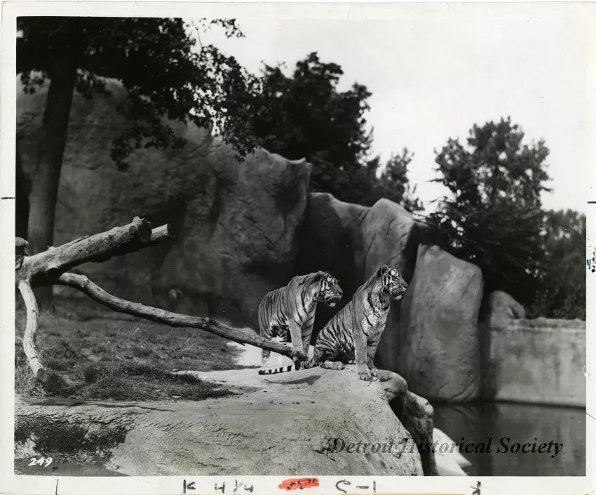 Print, Photographic