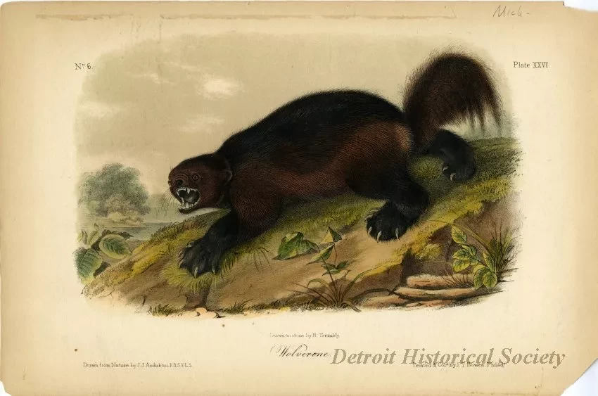 Print - Wolverine