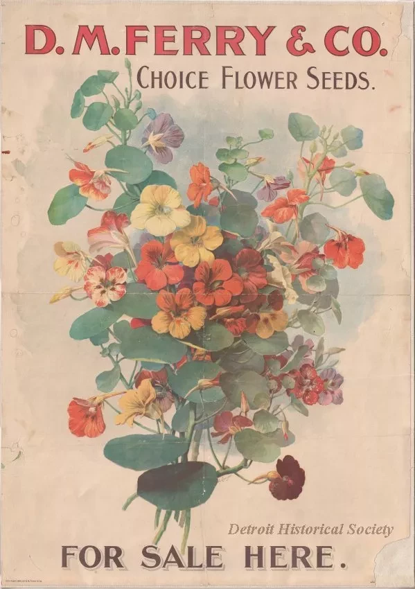 Poster - D.M Ferry & Co. Choice Flower Seeds