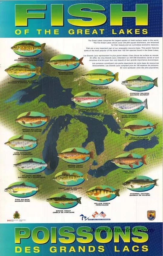 Poster - Fish of the Great Lakes
Poissons des Grand Lacs