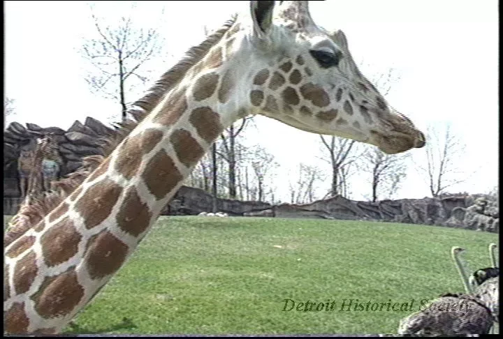 U-Matic - Detroit Zoo Animals #2