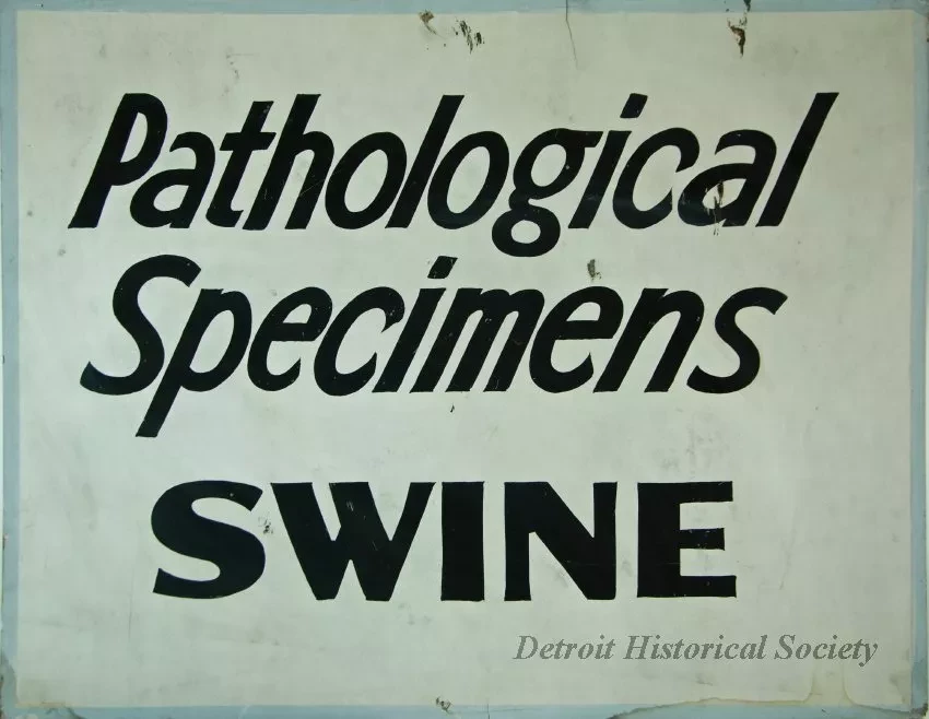 Sign, Informational - Pathological Specimens - Swine